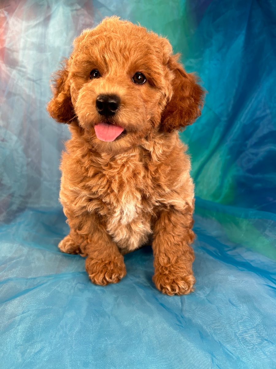 Female Bichon Poodle Pup for Sale DOB 6-14-2023 $1200